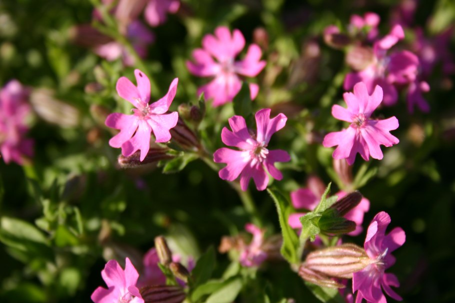 Silene pendula. Pendulous Catchfly