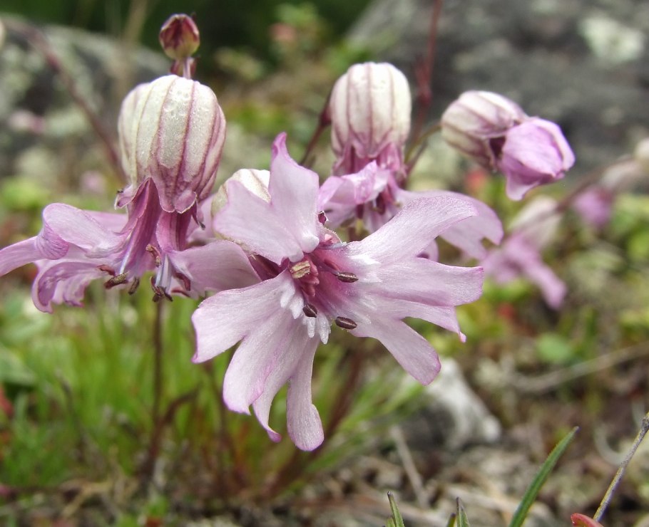 Смолевка трубчатоцветная