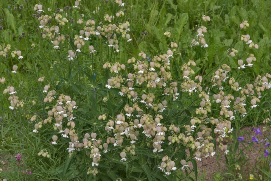 Смолёвка ползучая
