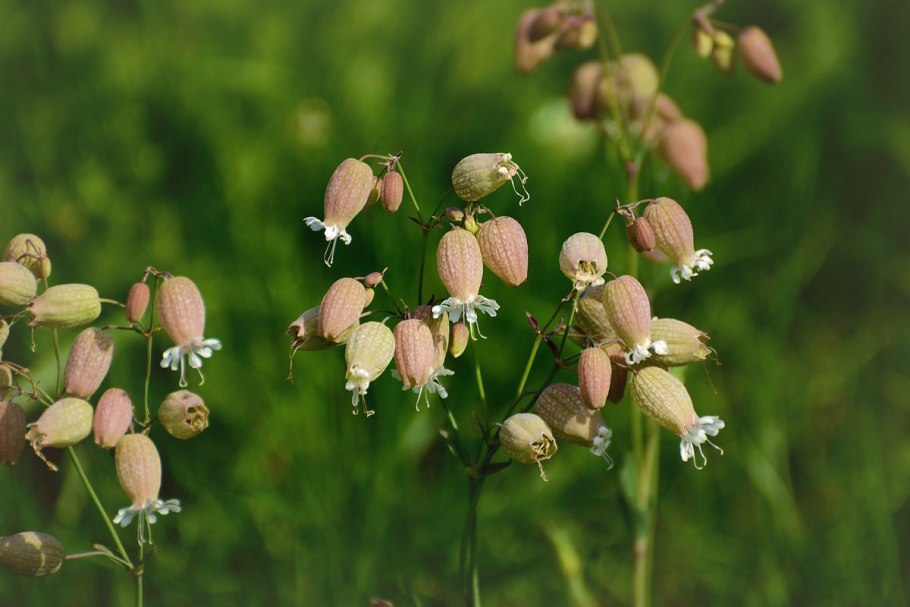 Смолевка узколистная воскресшая