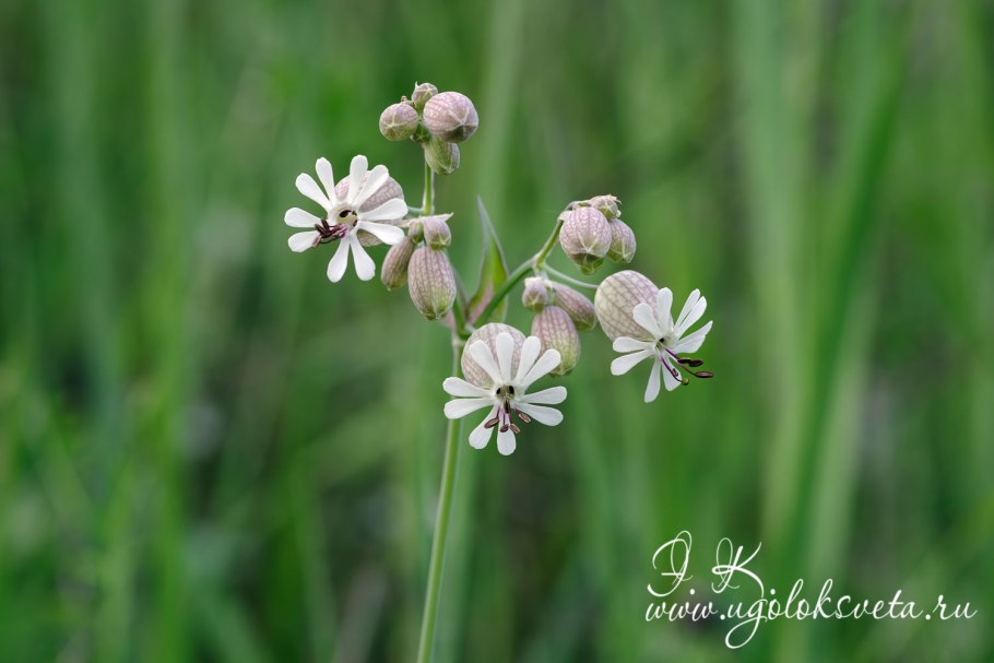 Silene vulgaris рисунок