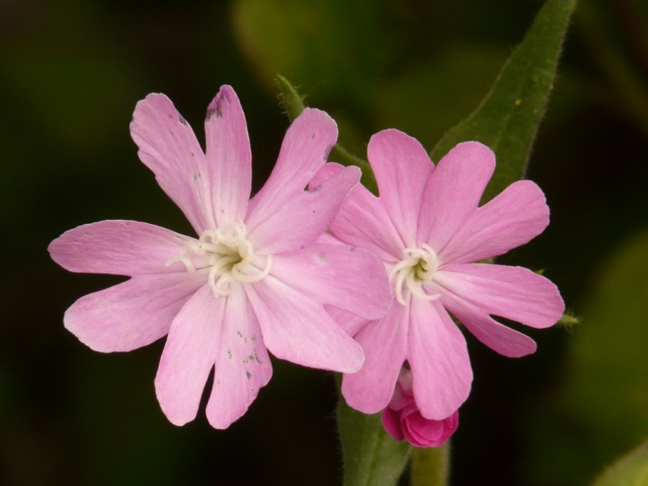 Silene dioica
