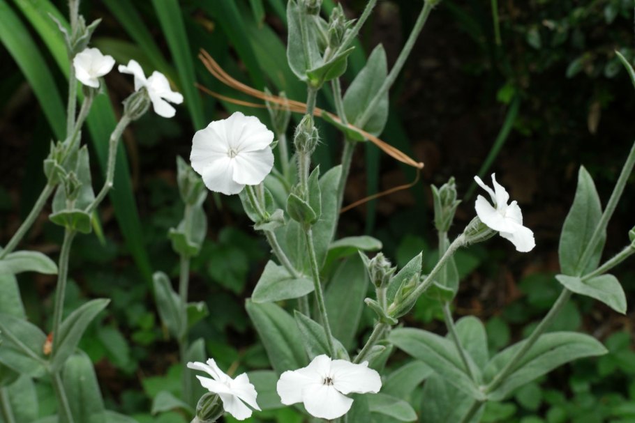 Вискария цветок фото и описание