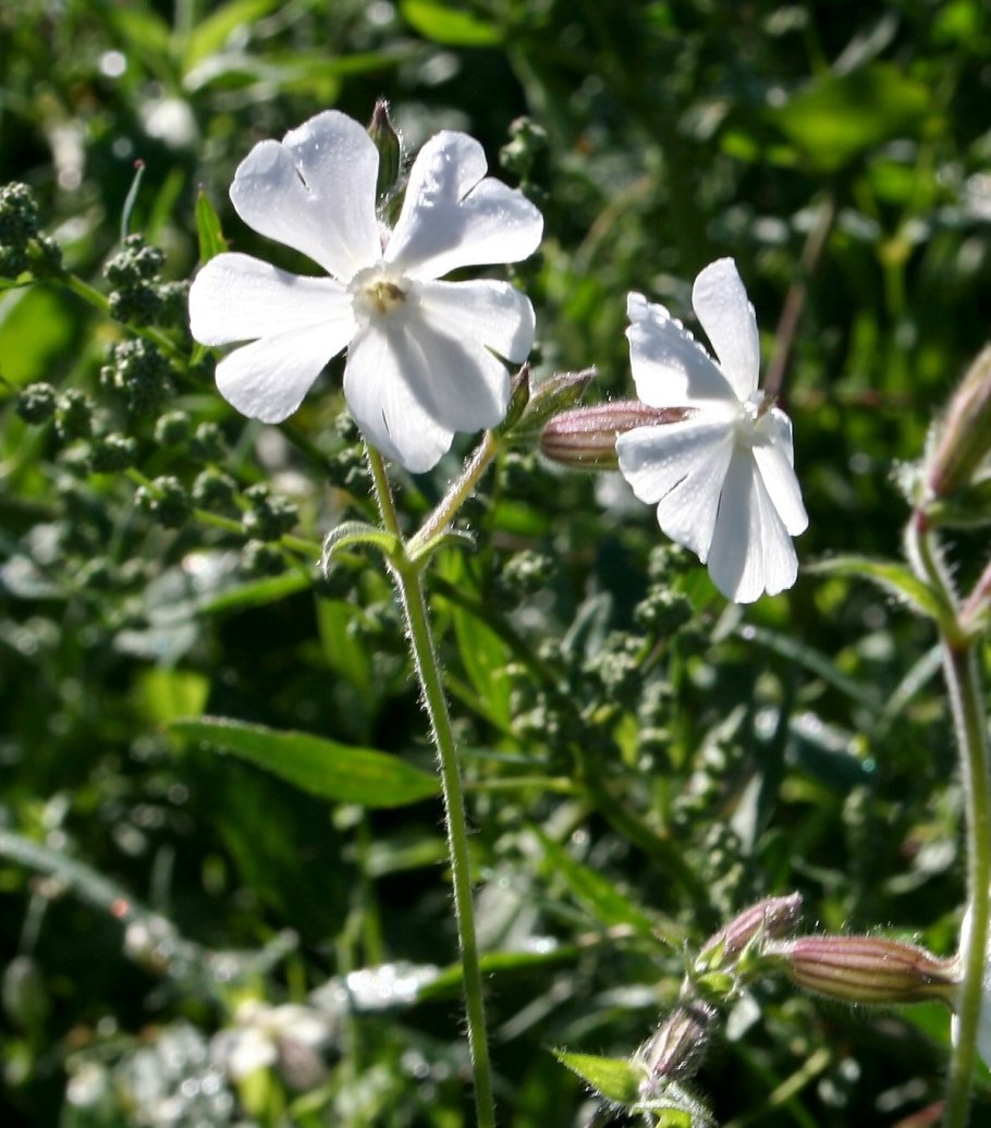 Смолевка капелька