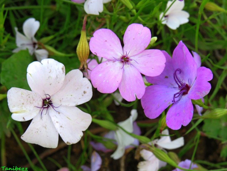 Смолевка армериевидная