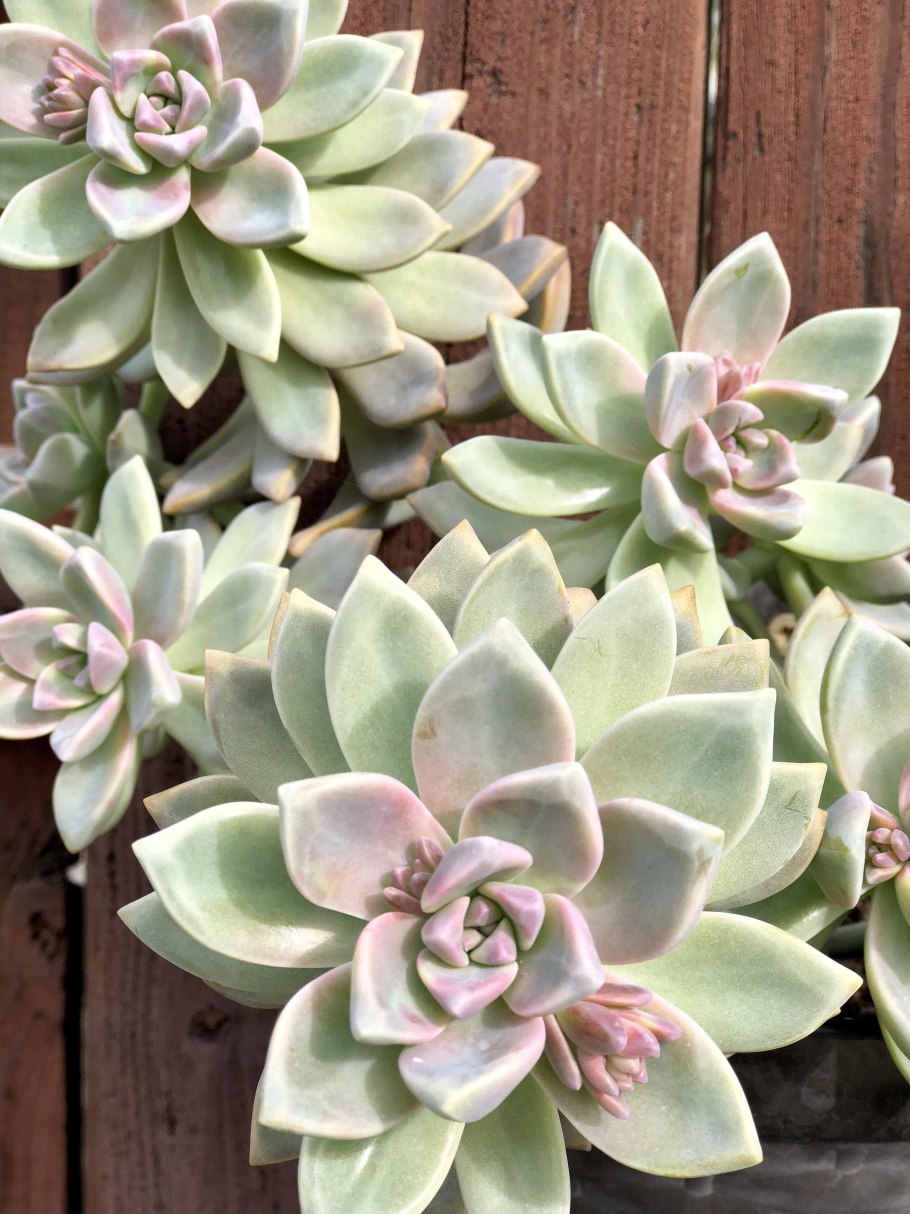 Суккулент Граптопеталум