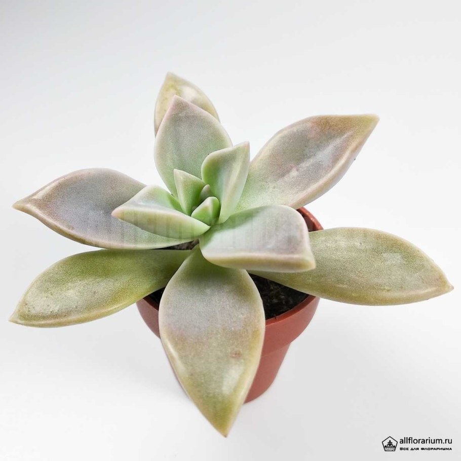 Граптопеталум Альтаир