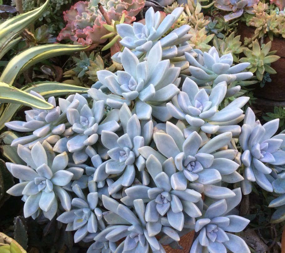 Граптопеталум Парагвайский