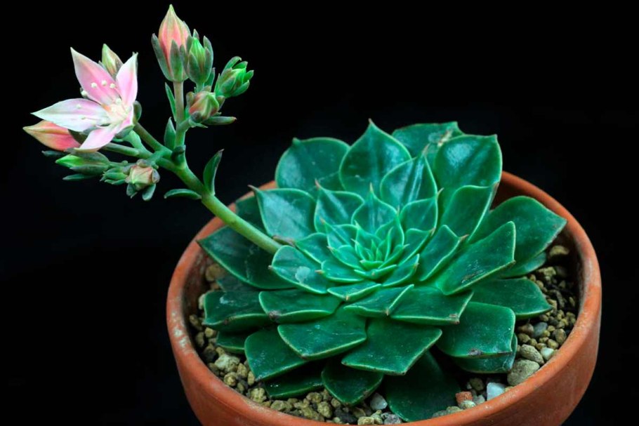 Суккулент Граптопеталум