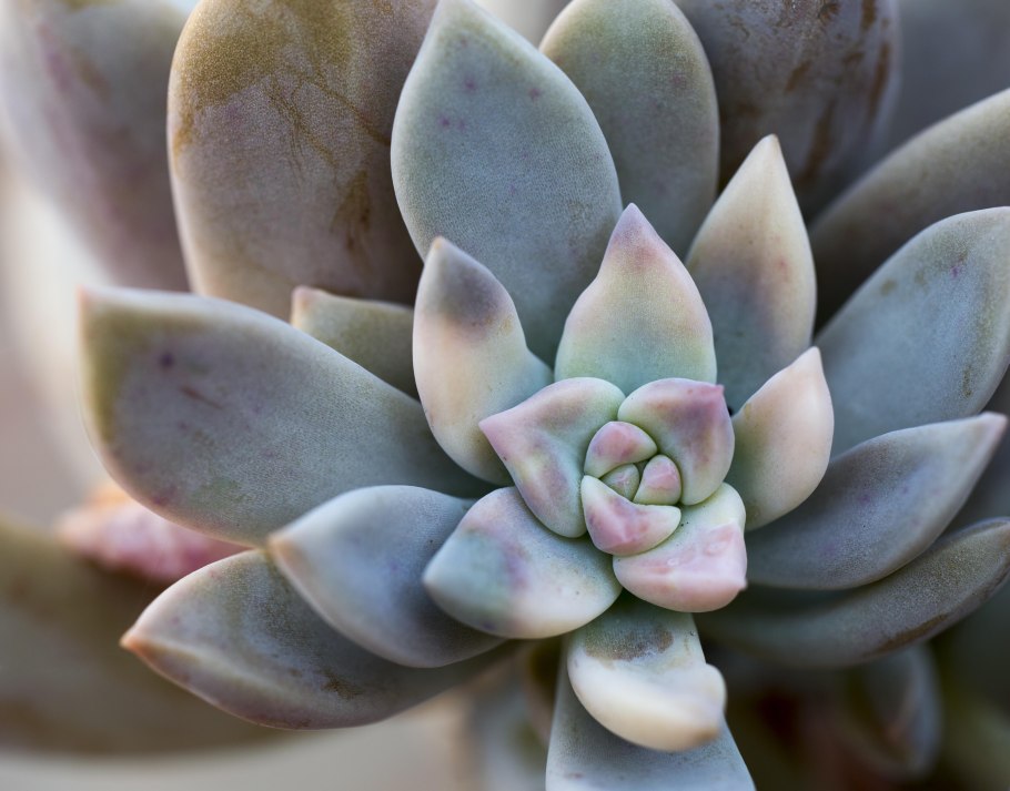 Graptopetalum суккулент