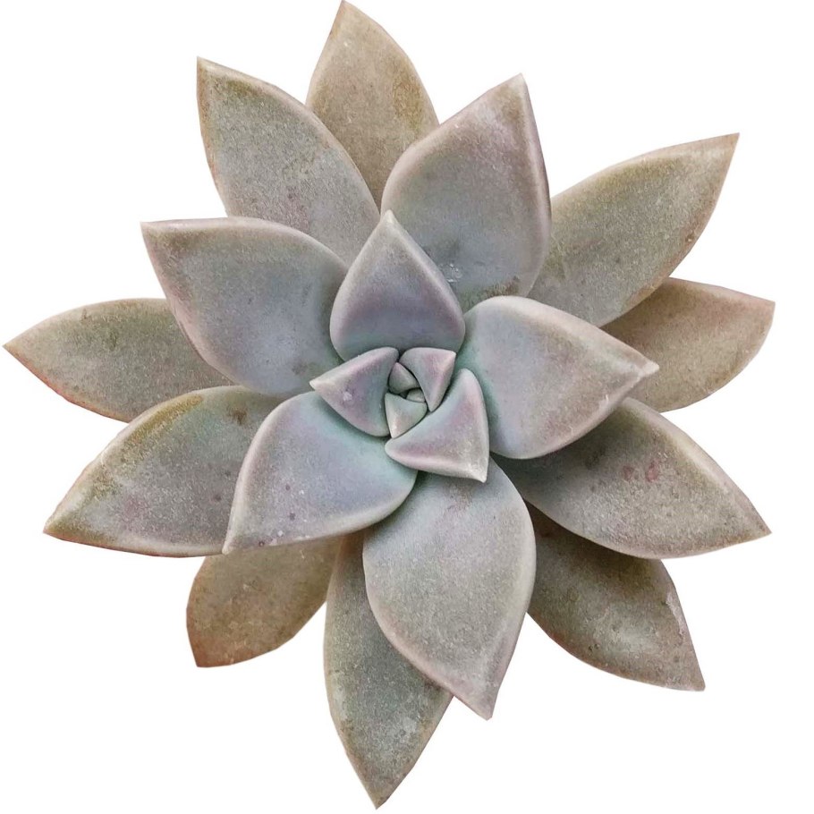 Граптопеталум Heaven