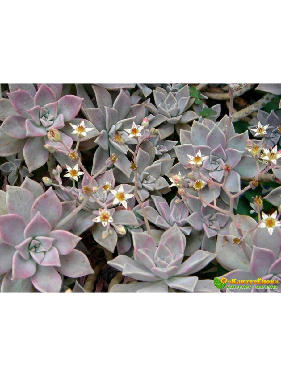 Graptopetalum paraguayense