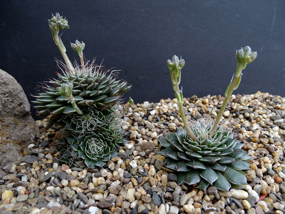 Граптопеталум Русби