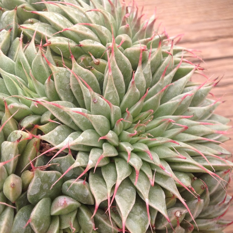 Граптопеталум супербум