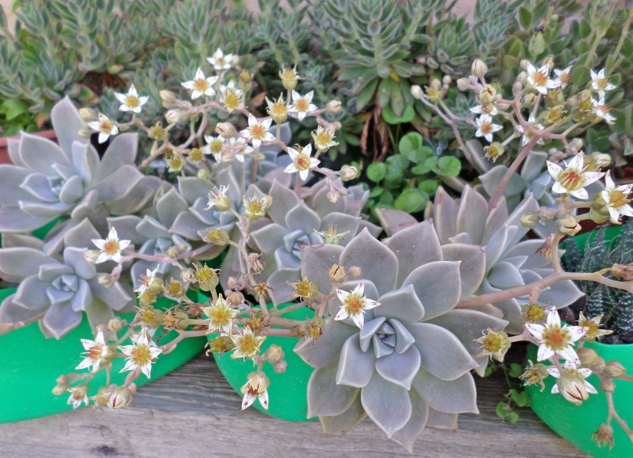 Граптопеталум Парагвайский