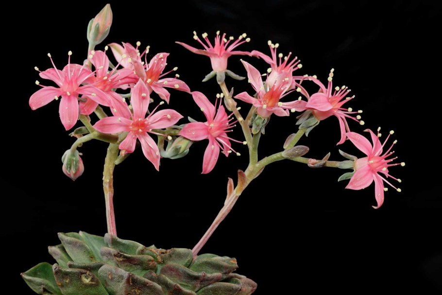 Суккулент Граптопеталум