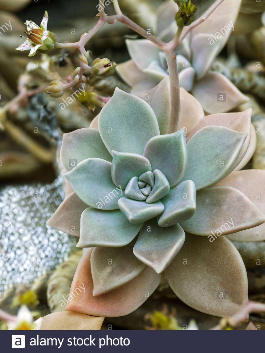 Граптопеталум Парагвайский