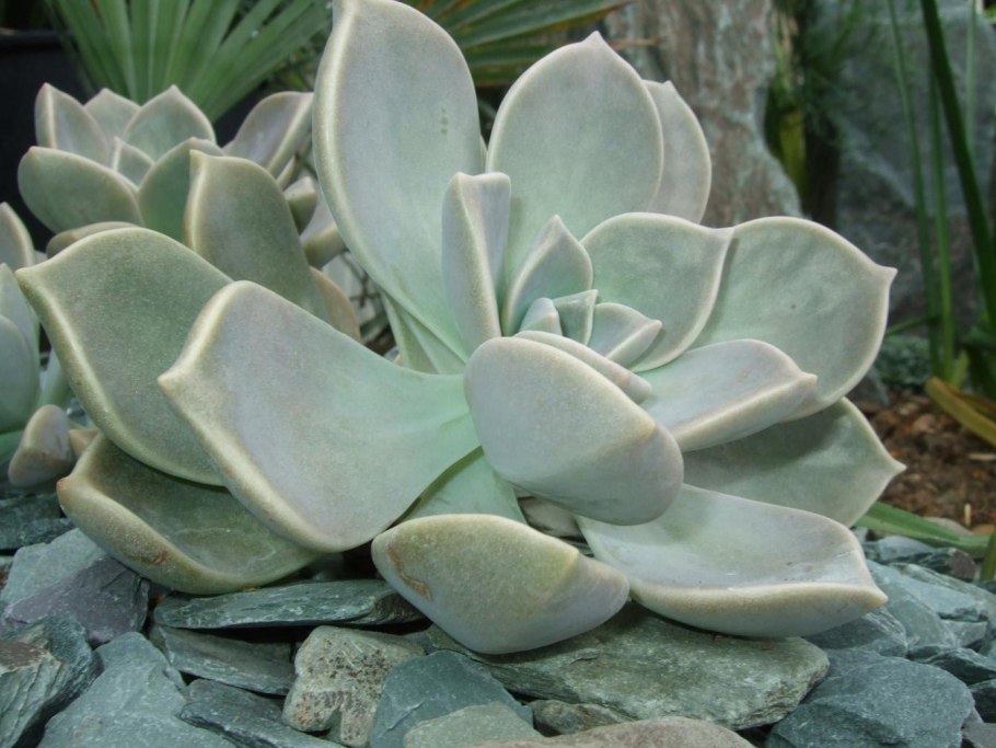 15. Граптопеталум Парагвайский (Graptopetalum paraguayense)