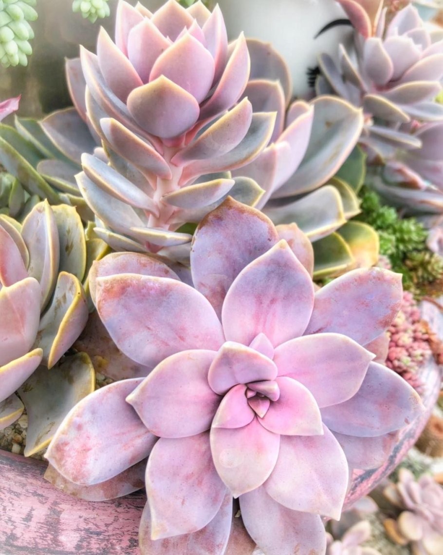 Эхеверия крестовник