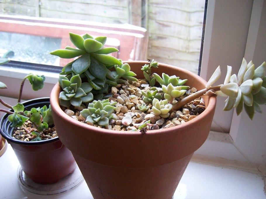 Граптопеталум цветок