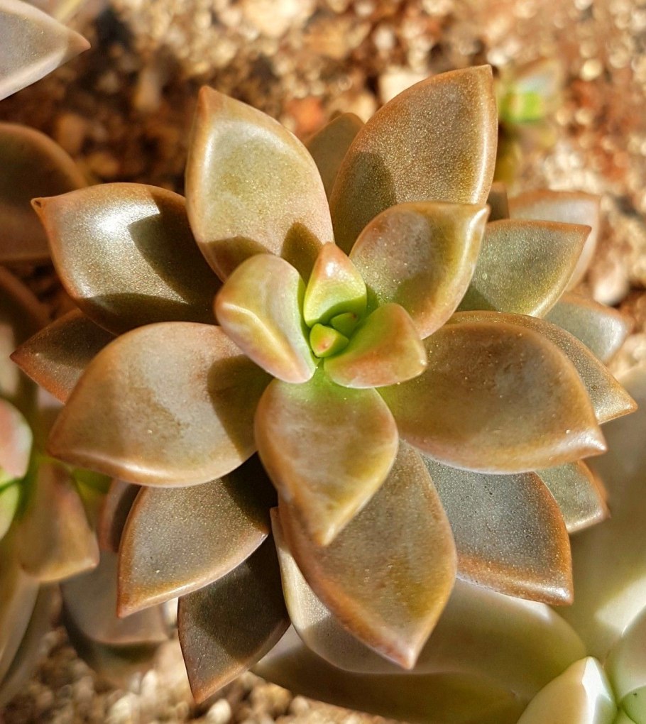 Граптопеталум Парагвайский Ghost Plant