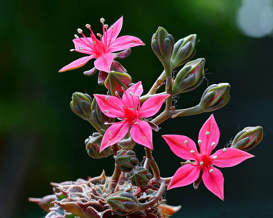 Граптопеталум беллум