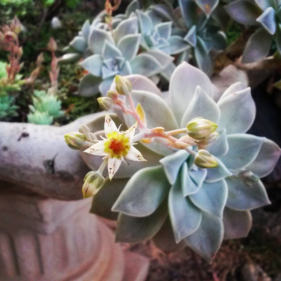 Граптопеталум в горшке