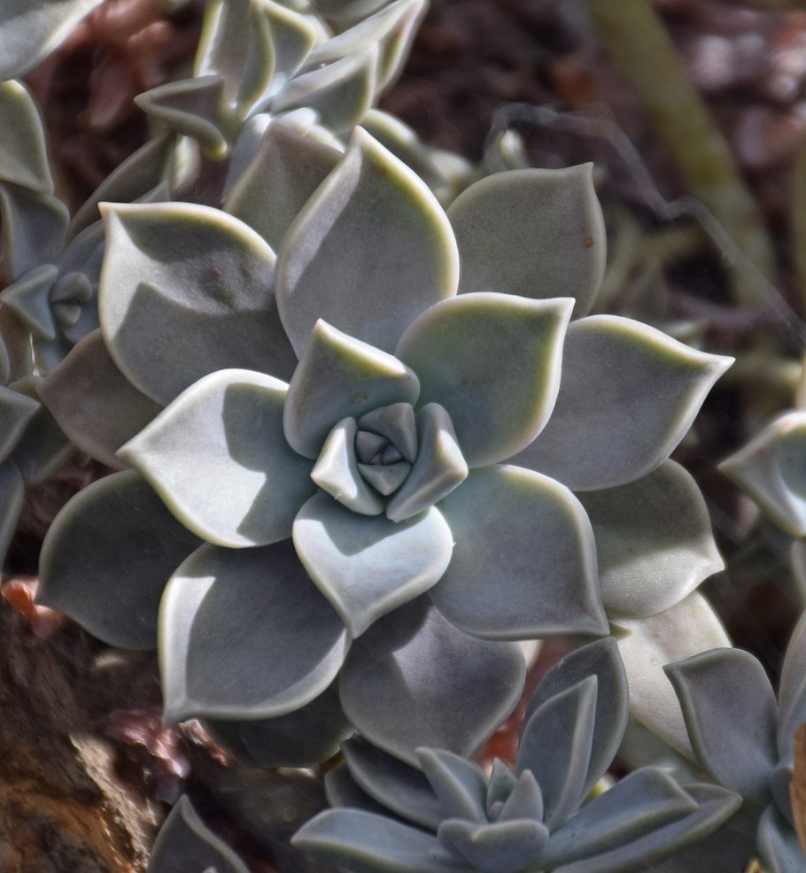 Граптопеталум Парагвайский цветение