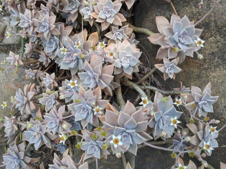 Суккулент Граптопеталум Парагвайский