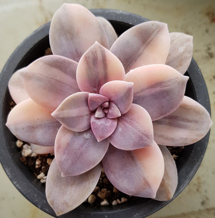 Граптопеталум Мендоза Вариегата