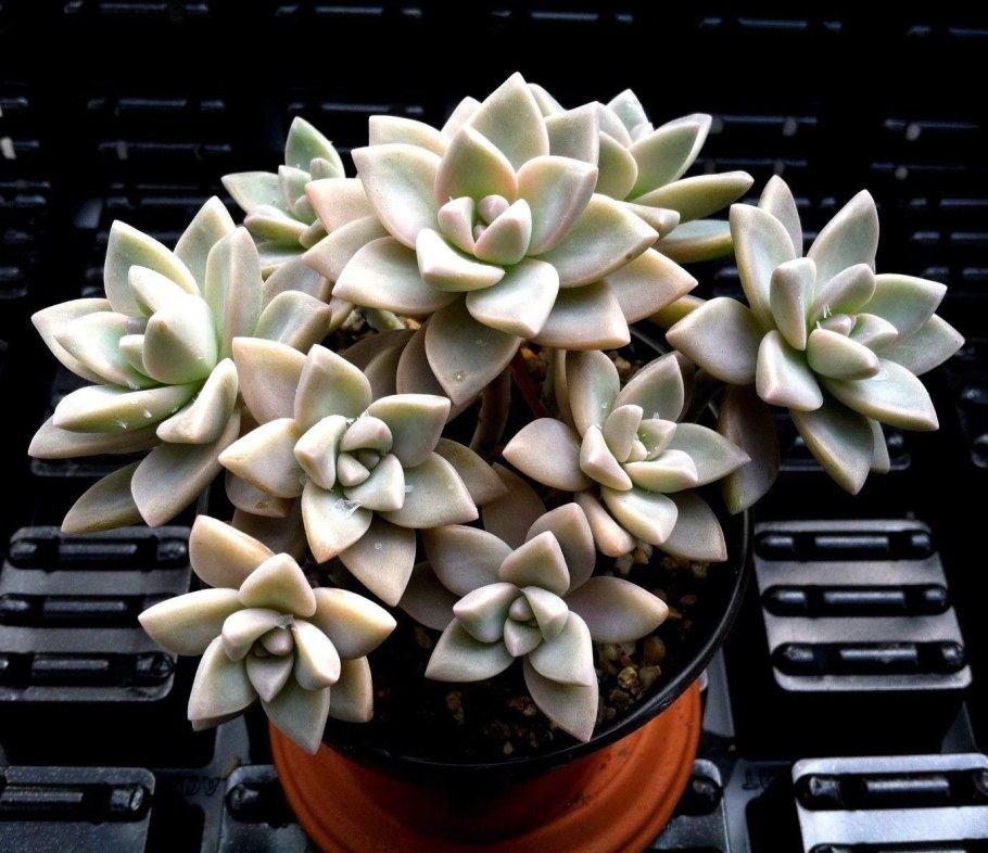 Граптопеталум беллум цветение