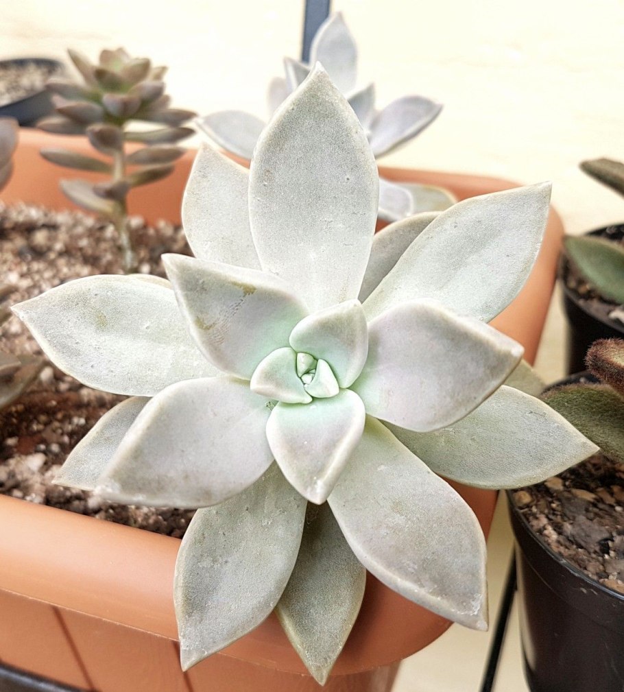 Граптопеталум Парагвайский