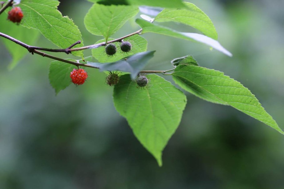 Broussonetia papyrifera 'laciniata' hardness Zone
