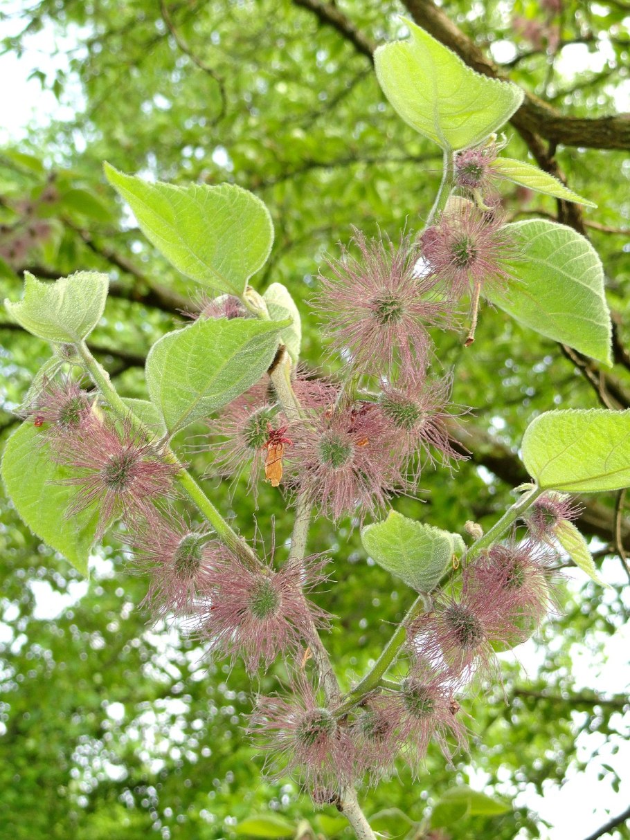 Broussonetia papyrifera Бруссонетия