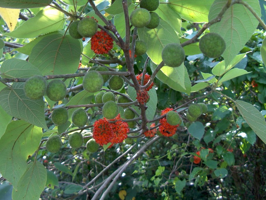 Broussonetia papyrifera
