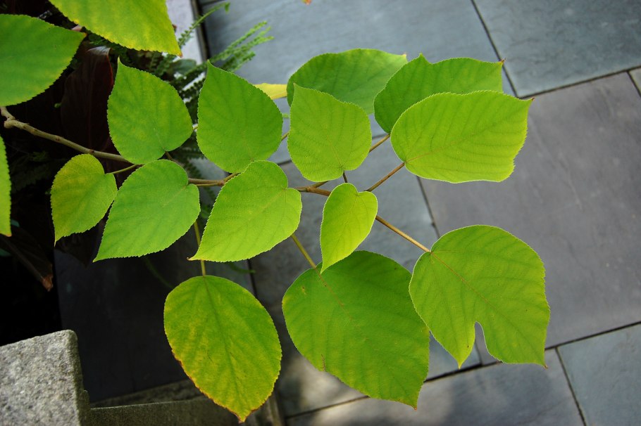 Бруссонетия бумажная Broussonetia papyrifera