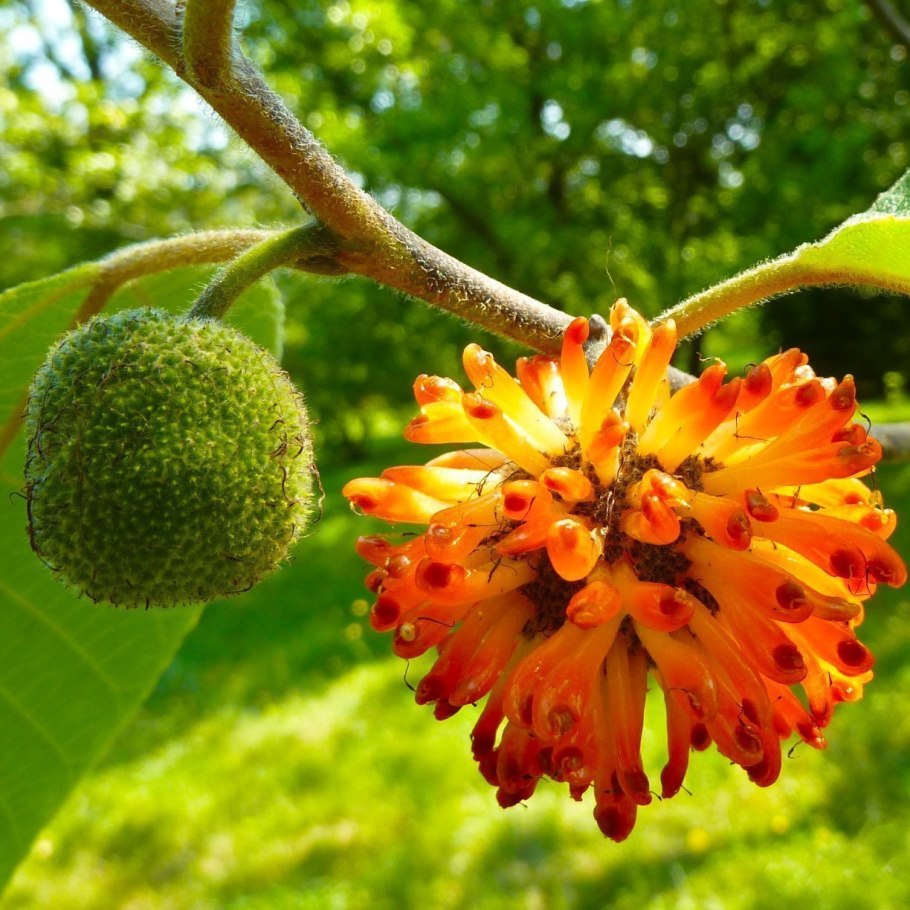 Paper Mulberry растение