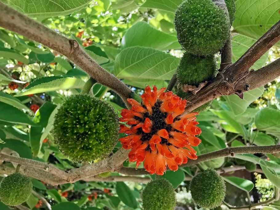 Broussonetia papyrifera Тип плода