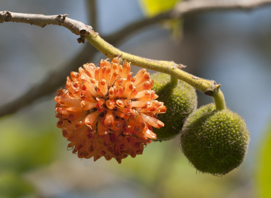 Broussonetia papyrifera Бруссонетия