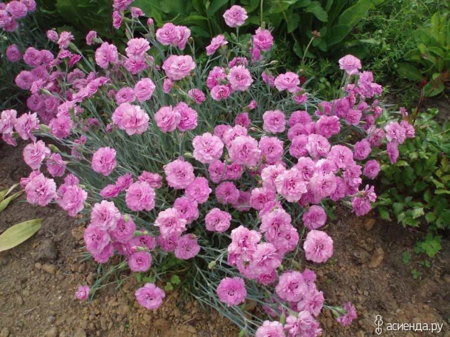 Dianthus plumarius 'Maggie'