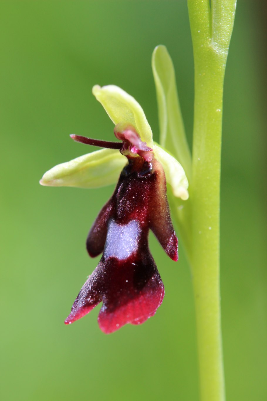 Орхидея Офрис Кавказская