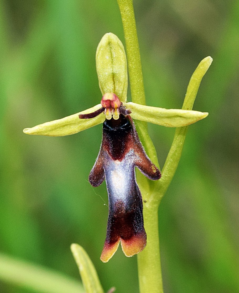 Орхидея Офрис оводоносная