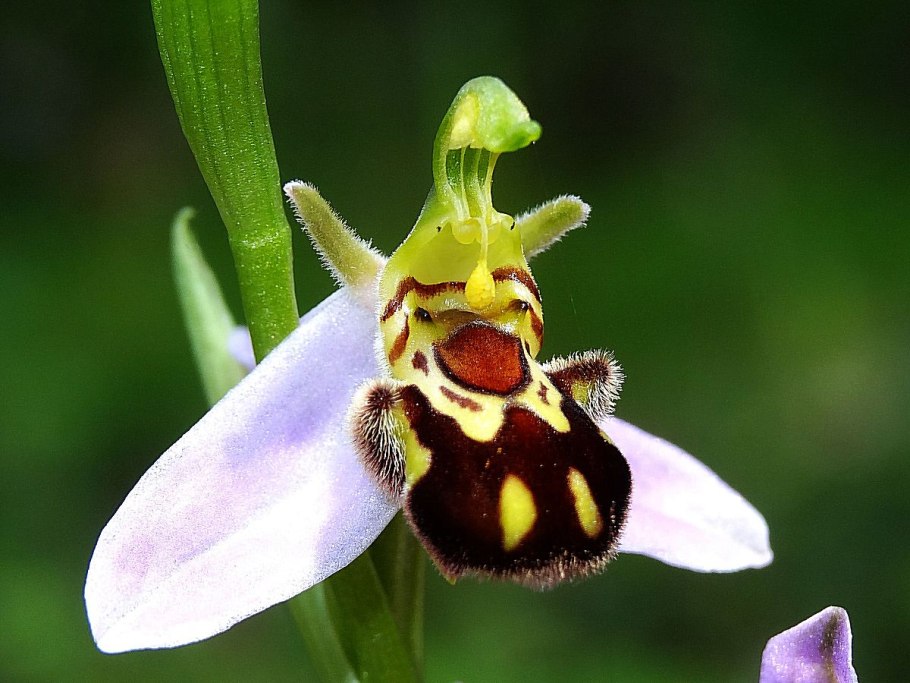 Орхидея «смеющийся Шмель» (Ophrys bombyliflora)