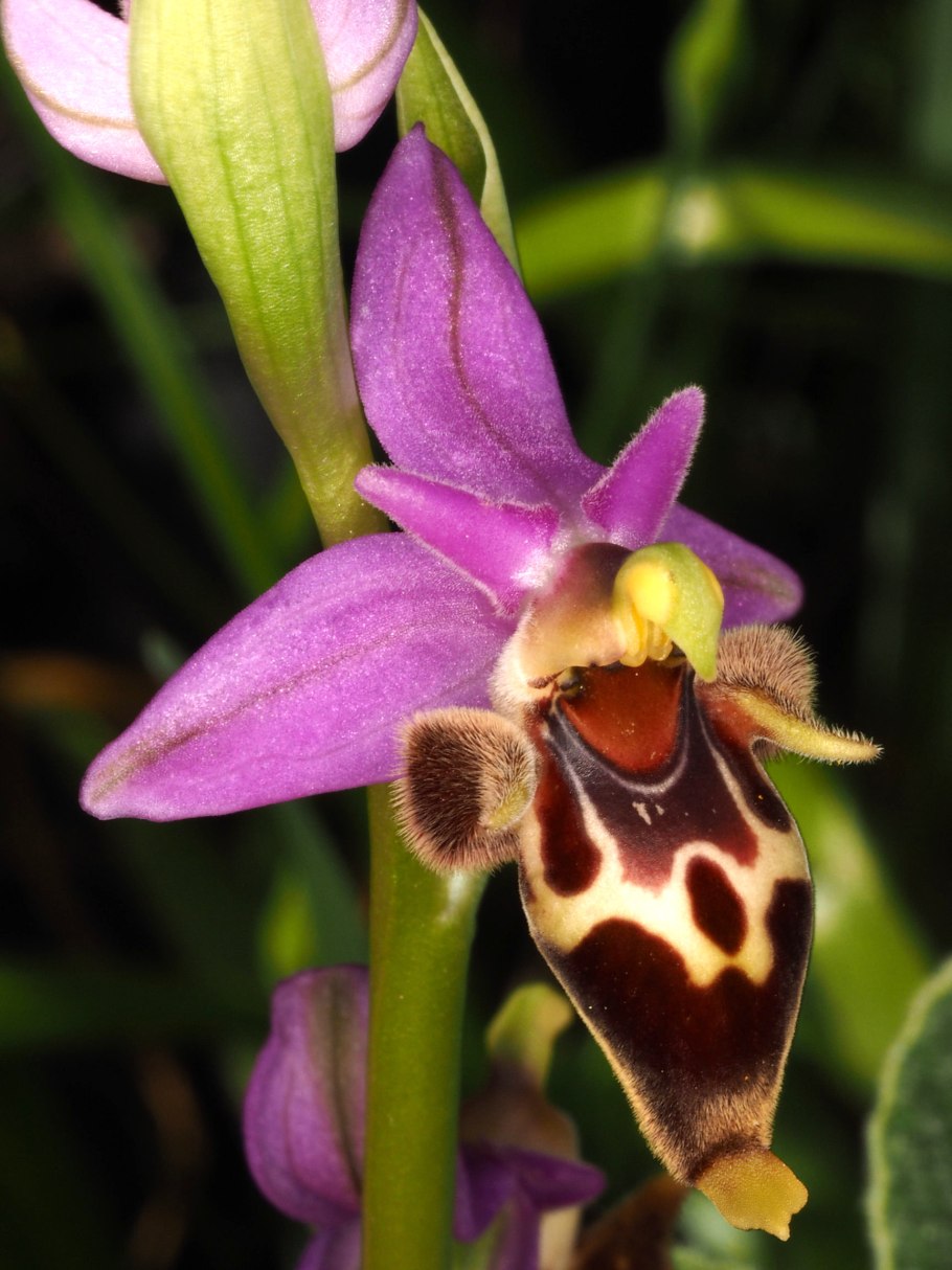 Орхидея Офрис мухоносная (Ophrys insectifera)