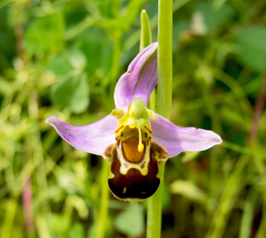 Орхидея ophrys apifera