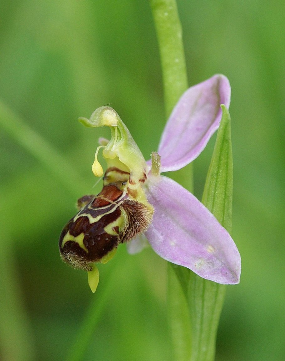 Орхидея Ophrys apifera