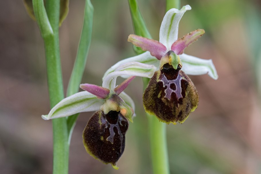 Ophrys exaltata