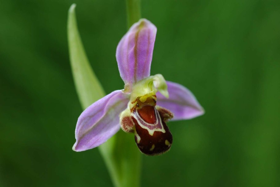 Орхидея офрис пчелоносная