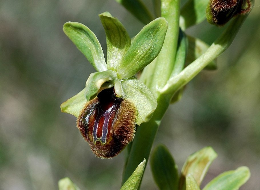 Офрис пауконосный