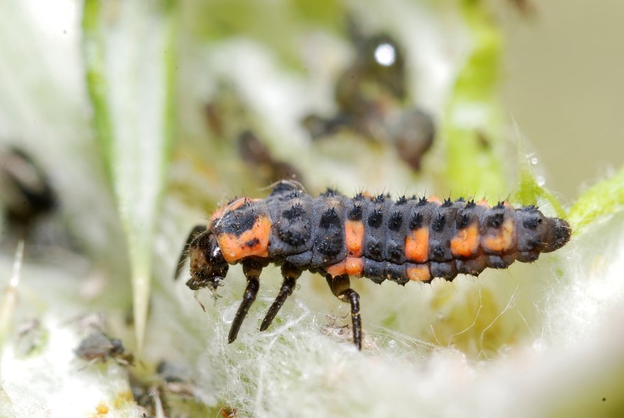 Ликоподиевые семейство